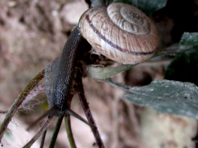 Chilostoma (Chilostoma) cingulatum colubrinum